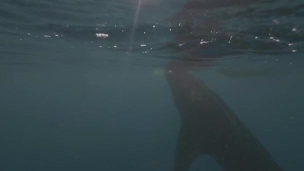 Vodoryskou pohled lidí plovoucí v člunu na moře povrchových a volně Velrybí žralok plavání ve vodě. Podvodní natáčení divoký žralok velryby v mořské vodě a lodí na povrchu. Podvodní svět a mořský život. — Stock video