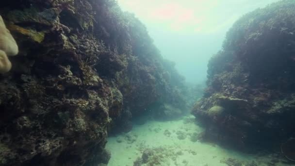 Coral reef on sea bottom underwater view. Shooting while deep diving in ocean water. Underwater world, coral reef and animal. Marine life concept. — Stock Video