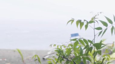 Deniz plaj, balıkçı teknesi ve yeşil dallar arka plan Yağmur. Yağmur hava kum plajındaki Ise fırtınalı denizde. Süre yağmur altında deniz, bulutlu gökyüzü manzara kenarı otopark tekne.