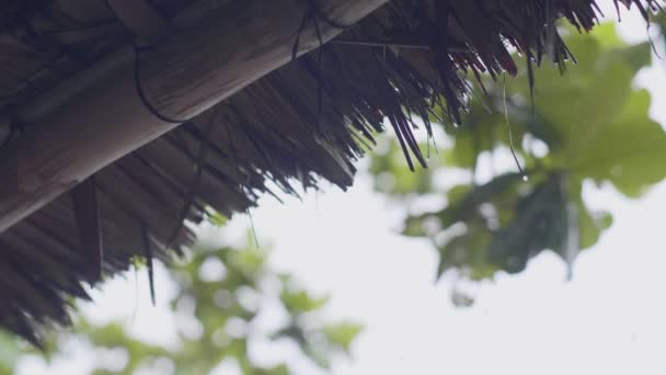 Techo de paja de bungalow de verano y hojas verdes, mientras que la lluvia en el fondo del cielo gris. Lluvia tropical cayendo sobre techo de bungalow y fondo de rama de árbol húmedo . — Vídeos de Stock