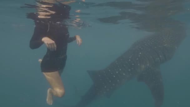 Young Woman With Snorkeling Mask Swimming With Wild Whale Shark In