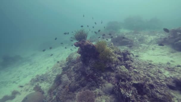 Zwarte vis zwemmen tussen het koraal rif en zeewier onderwater uitzicht. Tropische vissen zwemmen in water van de blauwe oceaan. Duiken in de diepe zee. Onderwater wereld en zee dier. — Stockvideo