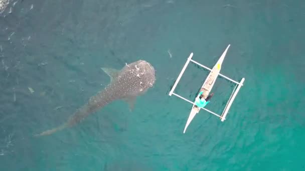 Tiburón ballena comiendo pescado ballena alimentándose de barco en mar abierto. Vista aérea desde un dron volando sobre un tiburón ballena salvaje mientras se alimenta de conservación natural . — Vídeo de stock