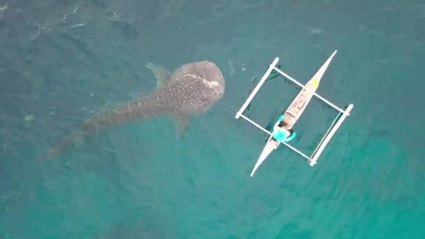 Whale shark eating fish whale feeding from boat in open sea. Aerial view from drone flying over wild whale shark while feeding in natural conservation. — Stock Video