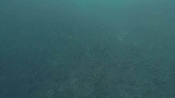 Escola Peixes Água Mar Azul Jovem Trajes Banho Nadando Mar — Vídeo de Stock