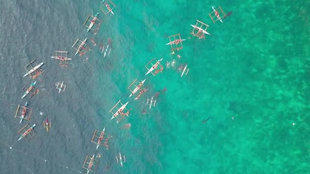 Top view feeding wild whale shark from boats in open sea in natural reserve. Aerial shooting tourist people snorkeling and swimming with whale shark in sea. — Stock Video