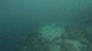 Sardalye Yüzme sualtı mavi deniz balık. Shcool balık derin dalış sırasında çekim şeffaf okyanus su yüzme. Sualtı dünyasını ve deniz yaşamı.