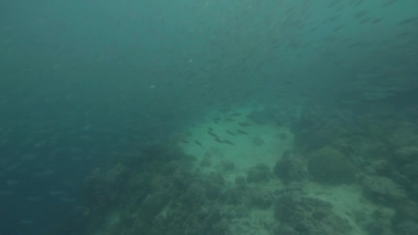 Sardines poissons nageant sous la mer bleue. Shcool poissons nageant dans l'eau transparente de l'océan tir tout en plongée profonde. Monde sous-marin et vie marine .