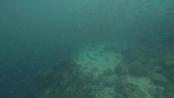 Сардини риби плавають під водою блакитного моря. Холодні риби плавають у прозорій воді океану під час глибокого дайвінгу. Підводний світ і морське життя . — стокове відео