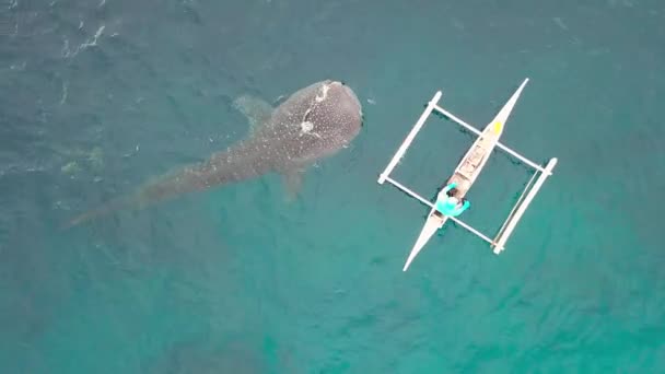 Китовая акула, поедающая рыбных китов, кормящихся с лодки в открытом море. Вид с воздуха с беспилотника, летящего над дикой китовой акулой во время кормления в естественной охране природы . — стоковое видео