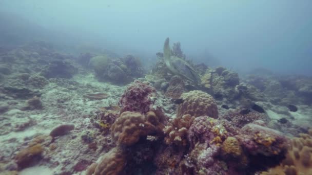 Морська Черепаха Плаває Серед Тропічних Риб Коралових Рифів Блакитному Морі — стокове відео