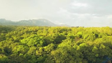 Havadan görünümü tropikal meyve bahçesi ile mango ağaçları dağ ve gökyüzü manzara üzerinde. Drone görünümü yeşil mango Bahçe ve meyve ağaçları plantasyon içinde Asya Köyü.