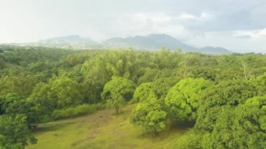 Drone görünümü tropikal meyve bahçesi ile mango ağacı dağ ve gökyüzü manzara üzerinde. Hava manzara yeşil mango tropikal orman bahçede.