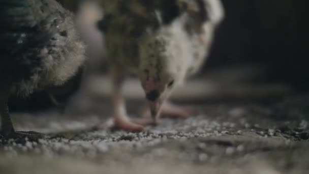 Fechar galinhas bicando grãos no chão no celeiro agrícola. Alimentando galinhas na granja de aves. A criar aves domésticas. Conceito de criação animal . — Vídeo de Stock