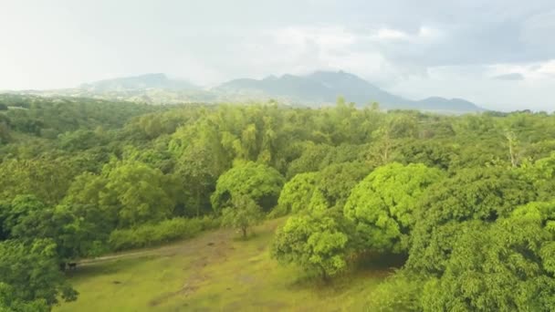 Drohne Blick tropischen Obstgarten mit Mangobaum auf Berg-und Himmelslandschaft. Antenne Landschaft grüne Mango-Garten im tropischen Wald. — Stockvideo