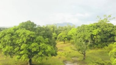 Drone mango plantasyon içinde gökyüzü ve dağ manzara üzerinde uçan yukarıda görüntüleyin. Mango ağacı Asya peyzaj tropikal Bahçe havadan görünümü.