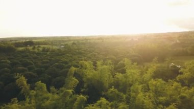 Mango plantasyon içinde Asya Köyü üzerinden hava manzara tropikal yağmur. Yağmur sırasında meyve bahçesi üzerinde uçan ve Asyalı kırsal alanda tarım robot. Güneş arka plan.