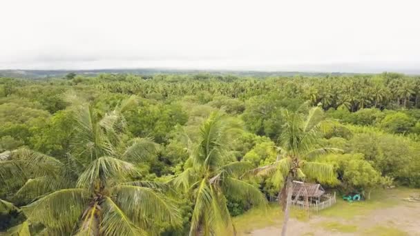 Aerial view tropical garden with mango trees and coconut palm in asian village on sea shore. Drone flying over mango garden and tropical palm forest on sea beach. — Stock Video