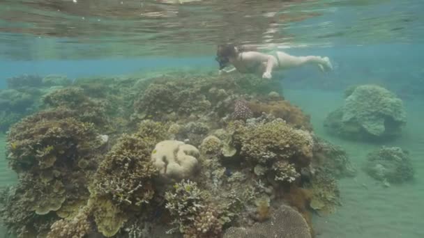 年轻女子戴着面具浮潜, 在海水下浮潜。水下观妇女在蓝色的水下游泳浮潜面具。美丽的海洋野生动物. — 图库视频影像