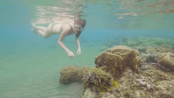 Kvinna snorkling med mask och tub och titta på tropiska fiskar och korallrev i havet. Ung kvinna simma med fisk i havet. Underwater world och djur i havet — Stockvideo