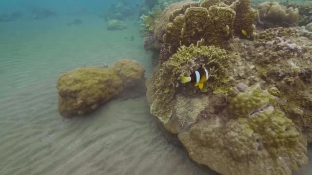 热带鱼在海底珊瑚礁附近游动。在清澈的海水下游泳。在深海潜水时观看海洋生物. — 图库视频影像