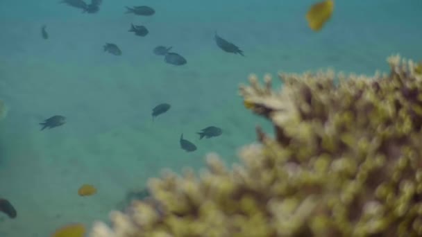 Тропічна риба плаває в морі під водою. Екзотична риба плаває на кораловому рифовому тлі в глибокому океані. Спостереження за дикою природою моря і тваринами . — стокове відео