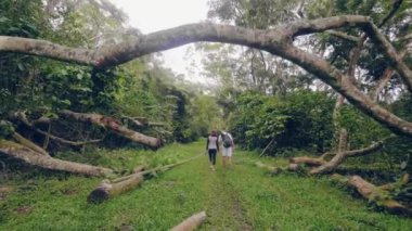 Elele ve yeşil orman ormanda yürüyüş genç çift arkadan görünüm. Erkek ve kadın yağmur ormanlarında düşmüş ağaç ve yeşil tropik bitkiler arasında yürüyüş.
