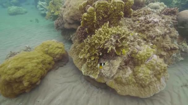 Женщина ныряет с маской и наблюдает за тропическими рыбами, плавающими возле кораллового рифа. Под водой вид экзотических рыб в море. Ныряние с маской и погружение в глубокое море. Концепция морской жизни . — стоковое видео