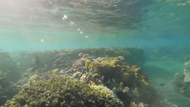 Peces tropicales nadando cerca de los arrecifes de coral en mar turquesa sobre fondo soleado. Vista submarina del arrecife de coral y el mundo submarino en océano transparente . — Vídeo de stock
