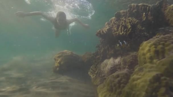 Mulher alegre nadando debaixo d 'água entre peixes exóticos e recifes de coral no mar. Jovem mulher de óculos snorkeling no oceano azul-turquesa e observando peixes tropicais . — Vídeo de Stock