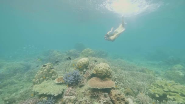 Mujer joven con gafas buceando y observando arrecifes de coral y peces tropicales en el mar. Niña buceando en el océano profundo y nadando entre peces exóticos y arrecifes de coral en el fondo . — Vídeo de stock