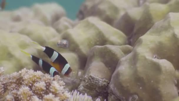 Anémones de mer nageant au-dessus du récif corallien et des algues vue sous-marine. Fermer quelques poissons clown nageant dans l'océan. Animaux marins sauvages et vie marine . — Video