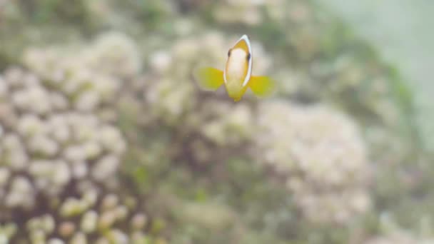 Exotische Fische schwimmen über Korallenriff auf dem Meeresboden Unterwasserblick. Nahaufnahme tropische Fische auf Korallenriff Hintergrund. Tauchen und Schnorcheln in der Tiefsee. — Stockvideo