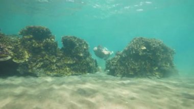 Adam bir maske içinde şnorkel ve mercan resifi ile okyanus tabanına bakıyor, sualtı çekim.