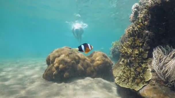 Turysta freediver nurkuje pod wodą, pływa do ryb i pokazuje środkowy palec gest, gestykulując pieprz się. — Wideo stockowe