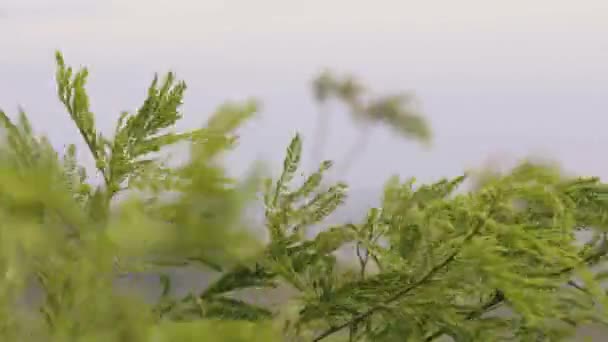Zielone gałęzie roślin kołysać się w wiatr z bliska. Gałęzie zielone drzewo poruszające się w wiatr na tle górskich dolinie. — Wideo stockowe