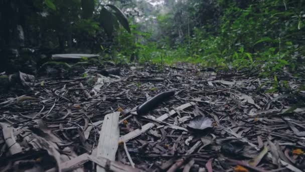 Gigantyczne stonoga pełzające w tropikalnym azjatyckim lesie deszczowym. Zamknij tropikalne stonoga w dzikim lesie dżungli. Dzikie owady w przyrodzie. — Wideo stockowe