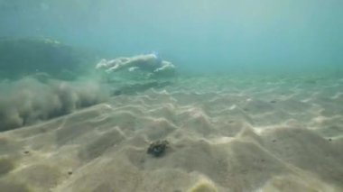 Freediver kum okyanus tabanında dalış ve nefes tutarak yüzme. Tropikal tatil konsepti.