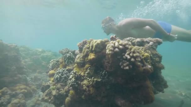 Tourist freediver in mask is swimming underater and looking at coral reef in ocean floor. Tropical vacation concept. — Stock Video