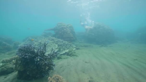 Tourist is snorkeling in mask and looking at fish and coral reef in ocean underwater. Tropical vacation concept. — Stock Video