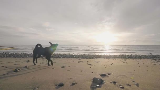Czarny pies w kołnierzu działa na piaszczystej plaży o wschodzie słońca. — Wideo stockowe