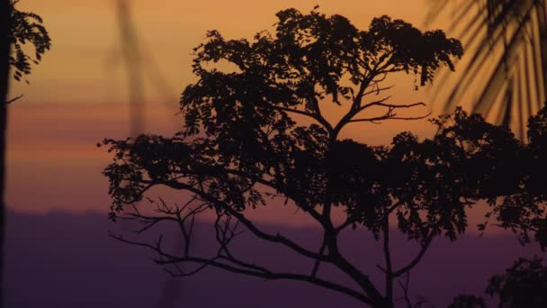 Silueta de hojas de árboles y palmeras en una hermosa puesta de sol roja en la isla . — Vídeo de stock