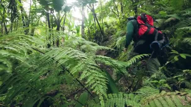 Escursionista con zaino trekking nella fitta foresta pluviale. Uomo in viaggio a piedi sul sentiero forestale durante il viaggio nella giungla. Escursioni turistiche nella foresta selvaggia. Turismo, viaggio, trekking e trekking concetto — Video Stock