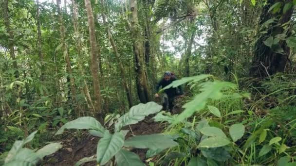 Reisender Mann mit Rucksack, der durch Urwald wandert. Touristenmann beim Wandern im wilden Regenwald zwischen tropischen Bäumen und Pflanzen. Wander- und Tourismuskonzept. — Stockvideo