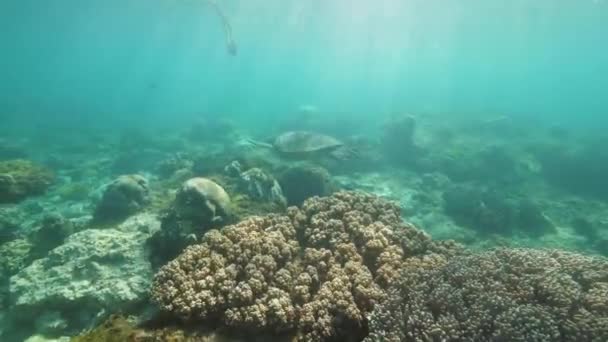 Tortuga marina está nadando bajo el agua entre los arrecifes de coral, vista trasera . — Vídeo de stock