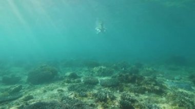 Tüplü genç kadın suyun altında yüzüyor, denizde şnorkelle yüzüyor..