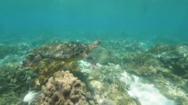 Yeşil deniz kaplumbağası ve balık ile mercan resifokyanus yaşam sualtı çekim.
