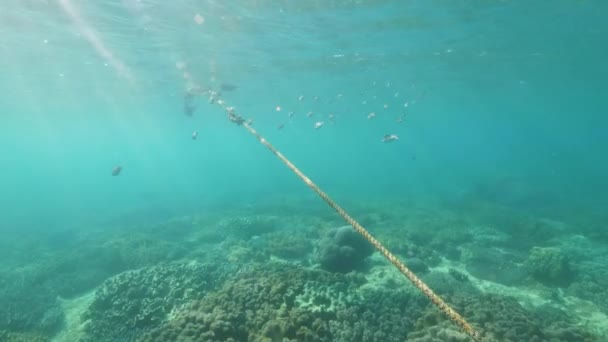 Rope for freedivers underwater in sea. — Stock Video