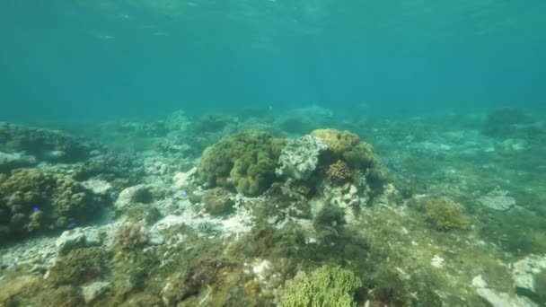 Underwater ocean life with beautiful coral reefs and fish, tropical colorful seaweeds. — Stock Video