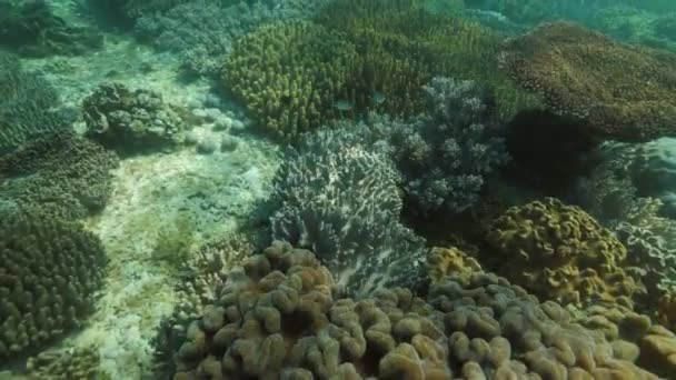 Chica está nadando bajo el agua sobre los arrecifes de coral, buceando en el mar . — Vídeos de Stock